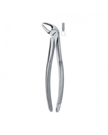 Lower Incisors and Canines 4